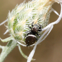 Heliophanus kochii (Araignée sauteuse)