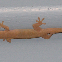 hemidactylus_frenatus2md