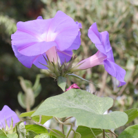 ipomoea_indica3md