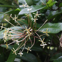 Ixora_hookeri