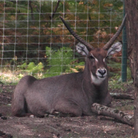 Kobus ellipsiprymnus (Cobe à croissant)