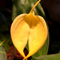 masdevallia_coccinea_xanthina3md