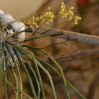 Oncidium cebolleta (Oncidium à feuilles d'oignon)