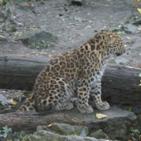 panthera_pardus_orientalis1sd