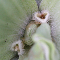 pistia_stratiotes3md