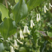 polygonatum_multiflorum2md