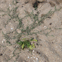 Polygonum raii (Renouée de Ray)