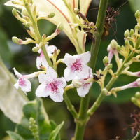 Pseuderanthemum carruthersii (Pseuderanthemum)