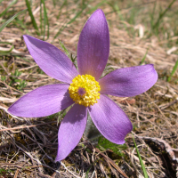 pulsatilla_vulgaris6sd