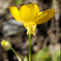 ranunculus_sardous4md