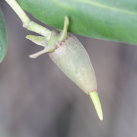 rhizophora_mangle4md (Rhizophora mangle)