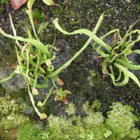 Sarracenia rubra ssp. alabamensis (Sarracène de l'Alabama, Sarracénie de l'Alabama)