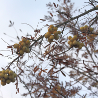 Sorbus domestica (Sorbier, Sorbier domestique, Cormier)