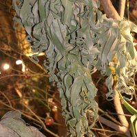 Tillandsia streptophylla (Tillandsia)