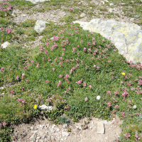 trifolium_alpinum4md (Trifolium alpinum)