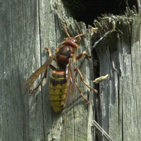 vespa_crabro5md (Vespa crabro)