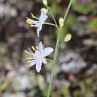 anthericum_liliago5md (Anthericum liliago)