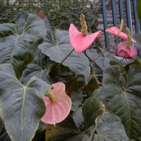 Anthurium_andraeanum (Anthurium andraeanum)