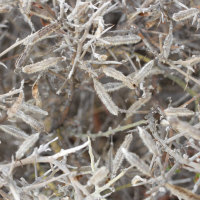 Cytisus villosus (Calicotome velu)