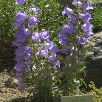 campanula_speciosa2md (Campanula speciosa)