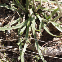 Catananche_caerulea (Catananche caerulea)