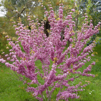 cercis_chinensis2md