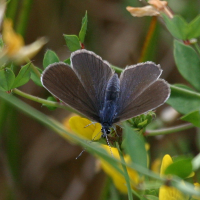 cyaniris_semiargus2bd (Cupido semiargus)