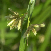 cyperus_involucratus3md (Cyperus involucratus)