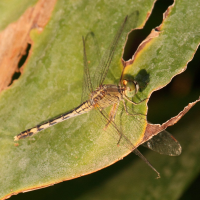 diplacodes_trivialis2bd (Diplacodes trivialis)