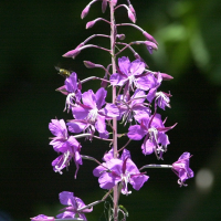 epilobium_angustifolium2md (Epilobium angustifolium ssp. angustifolium)