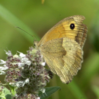 erebia_aethiops4md (Erebia aethiops)