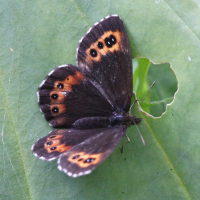 erebia_ligea5bd (Erebia ligea)