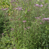 eupatorium_cannabinum5md (Eupatorium cannabinum)