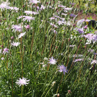 Helichrysum milfordiae (Immortelle de Milford)