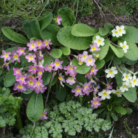 primula_vulgaris5md