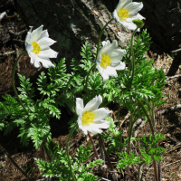 pulsatilla_alpina3mv