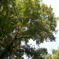 Quercus cerris (Chêne chevelu, Chêne de Bourgogne)