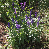 Salvia farinacea (Sauge farineuse)