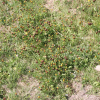 Trifolium spadiceum (Trèfle couleur de datte)