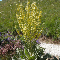 Verbascum olympicum (Molène de l'Olympe, Molène grecque)