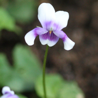 viola_hederacea1sd (Viola hederacea)