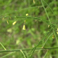 Asparagus_officinalis