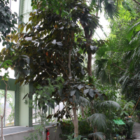 Ficus cannonii (Figuier)