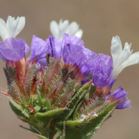 limonium_sinuatum3md