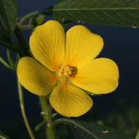 ludwigia_grandiflora5md