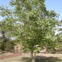 Phyllanthus acidus (Girembellier, Surette, Surelle, Surette cochon)