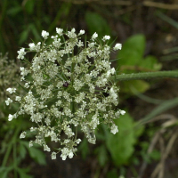 Daucus_carota (Daucus carota)