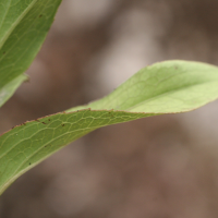 Inula_spiraeifolia