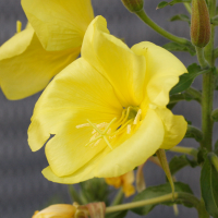 Oenothera_glazioviana