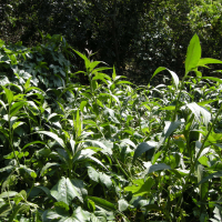 Persicaria senegalensis (Renouée du Sénégal, Persicaire du Sénégal)